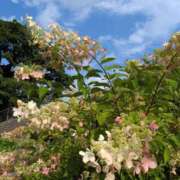 ヒメ日記 2026/10/09 10:19 投稿 手越(てごし) 八王子人妻城
