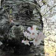 ヒメ日記 2025/04/14 09:33 投稿 若松すみ ワイフコレクション