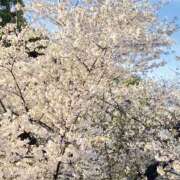 ヒメ日記 2026/04/08 15:15 投稿 若松すみ ワイフコレクション