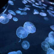 ヒメ日記 2026/09/11 20:11 投稿 みき YESグループ TSUBAKI FIRST
