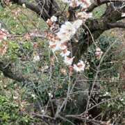 ヒメ日記 2025/03/15 15:44 投稿 のぞみ ゴールドフィンガー