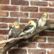 ヒメ日記 2024/12/23 05:20 投稿 ほうこ ハピネス東京