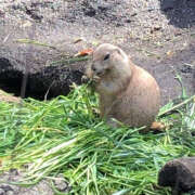 ヒメ日記 2025/01/20 13:08 投稿 ほうこ ハピネス東京