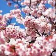 ヒメ日記 2025/02/12 07:49 投稿 まどか 池袋で熟女の風俗 マダムいやーん