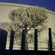 ヒメ日記 2025/03/06 08:29 投稿 まどか 池袋で熟女の風俗 マダムいやーん