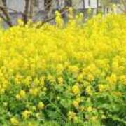 ヒメ日記 2025/04/11 11:09 投稿 まどか 池袋で熟女の風俗 マダムいやーん