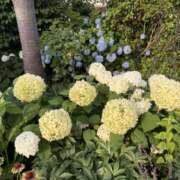 ヒメ日記 2025/09/03 10:16 投稿 まどか 池袋で熟女の風俗 マダムいやーん