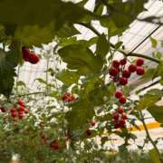 ヒメ日記 2025/09/10 07:29 投稿 まどか 池袋で熟女の風俗 マダムいやーん