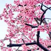 ヒメ日記 2025/03/22 14:02 投稿 あかね 人妻小旅行