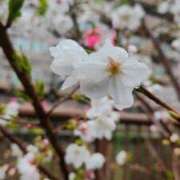 ヒメ日記 2025/04/03 19:32 投稿 あかね 人妻小旅行