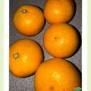 ヒメ日記 2025/11/15 19:17 投稿 No.8 ゆき FORTUNE