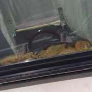 ヒメ日記 2025/04/18 09:07 投稿 尾崎ゆめ 横浜プロダクション