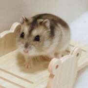 ヒメ日記 2026/02/11 10:00 投稿 尾崎ゆめ 横浜プロダクション