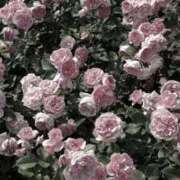 ヒメ日記 2025/02/13 21:07 投稿 ナナ シークレットクラブ