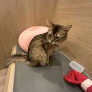 ヒメ日記 2025/04/22 23:46 投稿 ナナ シークレットクラブ