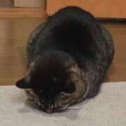 ヒメ日記 2025/03/31 10:18 投稿 要(かなめ) PLUS十三店