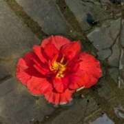 ヒメ日記 2025/08/07 15:30 投稿 ひな シャングリラ 周南 ～桃源郷～〔shangri-laグループ〕