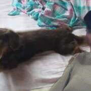 ヒメ日記 2025/03/31 09:21 投稿 愛紗(あいさ) 渋谷蘭の会