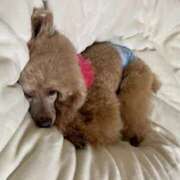 ヒメ日記 2025/04/07 00:27 投稿 かおるこ スピード日本橋店