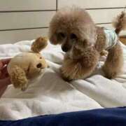 ヒメ日記 2025/04/15 01:17 投稿 かおるこ スピード日本橋店