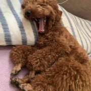 ヒメ日記 2025/05/17 17:17 投稿 かおるこ スピード日本橋店