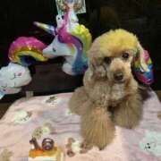 ヒメ日記 2025/06/26 09:07 投稿 かおるこ スピード日本橋店