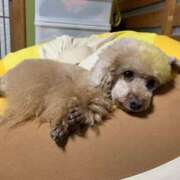 ヒメ日記 2025/07/12 21:37 投稿 かおるこ スピード日本橋店