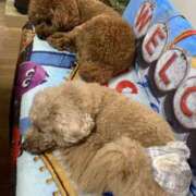 ヒメ日記 2026/03/26 02:27 投稿 かおるこ スピード日本橋店