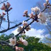 ヒメ日記 2026/04/05 00:17 投稿 かおるこ スピード日本橋店