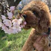 ヒメ日記 2026/04/11 04:27 投稿 かおるこ スピード日本橋店