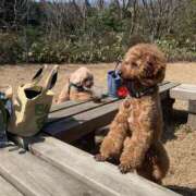 ヒメ日記 2026/04/18 03:37 投稿 かおるこ スピード日本橋店