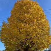 ヒメ日記 2024/12/26 09:39 投稿 椎名　ここみ 30・40・50代☆人妻熟女コレクション