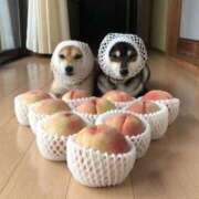 ヒメ日記 2025/04/08 17:02 投稿 椎名　ここみ 30・40・50代☆人妻熟女コレクション