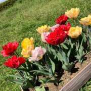 ヒメ日記 2025/04/22 10:16 投稿 椎名　ここみ 30・40・50代☆人妻熟女コレクション