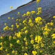 ヒメ日記 2025/04/25 10:31 投稿 椎名　ここみ 30・40・50代☆人妻熟女コレクション