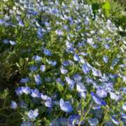 ヒメ日記 2025/05/13 11:01 投稿 椎名　ここみ 30・40・50代☆人妻熟女コレクション