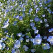 ヒメ日記 2025/05/20 10:25 投稿 椎名　ここみ 30・40・50代☆人妻熟女コレクション