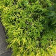 ヒメ日記 2025/07/06 11:01 投稿 椎名　ここみ 30・40・50代☆人妻熟女コレクション