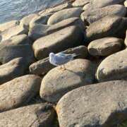 椎名　ここみ こんにちは♪ 30・40・50代☆人妻熟女コレクション