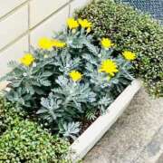 ヒメ日記 2025/01/21 09:16 投稿 一色　岬 30・40・50代☆人妻熟女コレクション