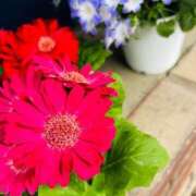 ヒメ日記 2025/05/22 09:45 投稿 一色　岬 30・40・50代☆人妻熟女コレクション