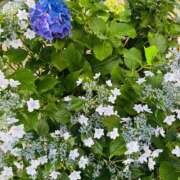 ヒメ日記 2025/06/19 09:48 投稿 一色　岬 30・40・50代☆人妻熟女コレクション