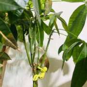 ヒメ日記 2026/01/31 09:30 投稿 一色　岬 30・40・50代☆人妻熟女コレクション