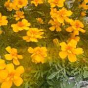 ヒメ日記 2026/03/23 09:45 投稿 一色　岬 30・40・50代☆人妻熟女コレクション