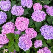 ヒメ日記 2025/07/03 18:41 投稿 あいる モアグループ宇都宮人妻花壇