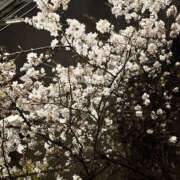 ヒメ日記 2025/03/11 23:30 投稿 おとか 奥鉄オクテツ大阪