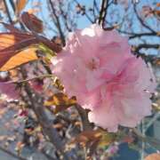 ヒメ日記 2025/04/15 11:23 投稿 りょう 恋づま