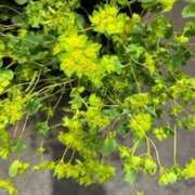 ヒメ日記 2025/06/01 07:27 投稿 りょう 恋づま