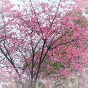 ヒメ日記 2025/03/12 18:26 投稿 みほ 横浜ミセスアロマ（ユメオト）