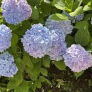 ヒメ日記 2025/06/09 16:20 投稿 みほ 横浜ミセスアロマ（ユメオト）